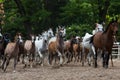 Herd of arabian horses on the autumn village road