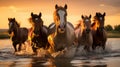 Herd of arabian horses running in water at sunset Royalty Free Stock Photo