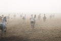 Herd of arabian horses on the village road Royalty Free Stock Photo