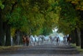 Herd of arabian horses on the village road Royalty Free Stock Photo