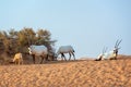 Herd of Arabian oryx, also called white oryx Oryx leucoryx in the desert near Dubai, UAE