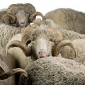 Herd of Arles Merino sheep, rams