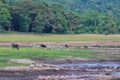 Herd of Asian buffaloes are eating some grasses Royalty Free Stock Photo