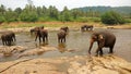 Asian Elephants bathing in Oya river , Pinnawala  , Sri Lanka Royalty Free Stock Photo