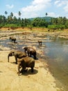 Asian Elephants bathing in Oya river , Pinnawala , Sri Lanka