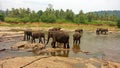 Asian Elephants bathing in Oya river , Pinnawala  , Sri Lanka Royalty Free Stock Photo