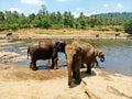 Asian Elephants bathing in Oya river , Pinnawala  , Sri Lanka Royalty Free Stock Photo