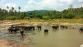 Asian Elephants bathing in Oya river , Pinnawala  , Sri Lanka Royalty Free Stock Photo