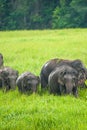 A herd of Asian Elephants feeding in the green grassland Royalty Free Stock Photo