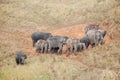 Herd of Asian Elephants of Khao Yai national park