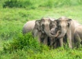 A herd of Asian Elephants are protectively a newborn elephant calf in the fields of Kui Buri National Park, Thailand Royalty Free Stock Photo