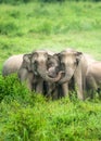 A herd of Asian Elephants are protectively a newborn elephant calf in the fields of Kui Buri National Park, Thailand Royalty Free Stock Photo