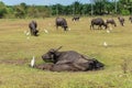 Herd of asian water buffalo on the meadow farm land