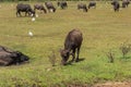Herd of asian water buffalo on the meadow