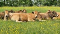 Herd of Aubrac cows with a bull whose darker coat roams ruminate in  a meadow in the  spring Royalty Free Stock Photo
