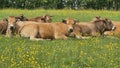 Herd of Aubrac cows with a bull whose darker coat roams ruminate in  a meadow in the  spring Royalty Free Stock Photo