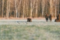 Herd Of Aurochs Grazing On The Field. Bulls With Big Horns On The Background Of birch forest