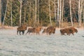 Herd Of Aurochs Grazing On The Field. Bulls With Big Horns On The Background Of birch forest