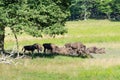 Herd of Aurochs Royalty Free Stock Photo