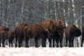 A herd of aurochs standing on the winter field. Several large brown bison on the forest background.Some bulls with big horns on th