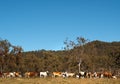 Herd of Australian beef cattle with blue sky