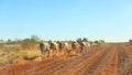 Herd of Australian cattle runs through the outback Nortthern Territory