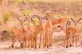 Herd of baby impala