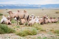 Herd of Bactrian camels Royalty Free Stock Photo