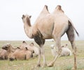 Herd of Bactrian camels Royalty Free Stock Photo