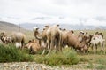 Herd of Bactrian camels Royalty Free Stock Photo