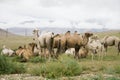 Herd of Bactrian camels Royalty Free Stock Photo