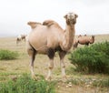Herd of Bactrian camels Royalty Free Stock Photo