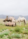 Herd of Bactrian camels Royalty Free Stock Photo