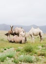 Herd of Bactrian camels