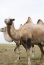 Herd of Bactrian camels Royalty Free Stock Photo