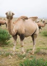 Herd of Bactrian camels Royalty Free Stock Photo