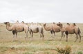 Herd of Bactrian camels Royalty Free Stock Photo