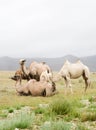 Herd of Bactrian camels Royalty Free Stock Photo