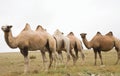 Herd of Bactrian camels Royalty Free Stock Photo
