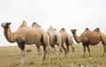 Herd of Bactrian camels