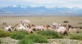 Herd of Bactrian camels Royalty Free Stock Photo