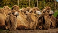 Bactrian camels Camelus bactrianus Royalty Free Stock Photo