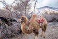 Herd of Bactrian camels with landscape of sand dune at Nubra Valley