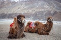 Herd of Bactrian camels with landscape of sand dune at Nubra Valley