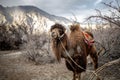 Herd of Bactrian camels with landscape of sand dune at Nubra Valley