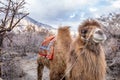 Herd of Bactrian camels with landscape of sand dune at Nubra Valley