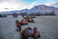 Herd of Bactrian camels with landscape of sand dune at Nubra Valley