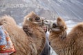 Herd of Bactrian camels with landscape of sand dune at Nubra Valley