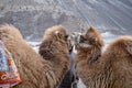 Herd of Bactrian camels with landscape of sand dune at Nubra Valley