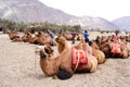 A herd of Bactrian species of double humped camels in Nubra Valley Royalty Free Stock Photo